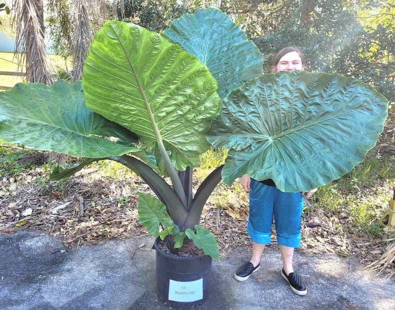 Alocasia 'Dark Star' Elephant Ear Plant - 10-Inch Indoor Tropical Foliage, Cold Tolerant, Large Leaves, Houseplant