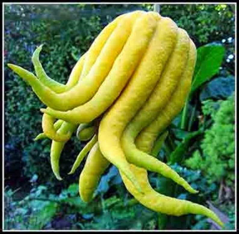 Buddha's Hand Citrus Tree - Half Gallon Pot - Unique Fingered Citron - Citrus medica var. sarcodactylis