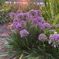 Millenium Onion Live Plant - 3.5" Pot - Allium 'Millenium' - Hardy Perennial for Zones 5-8