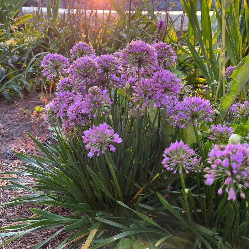 Millenium Onion Live Plant - 3.5" Pot - Allium 'Millenium' - Hardy Perennial for Zones 5-8