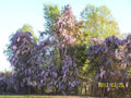 Wisteria Tree 4" Container - Blue-Violet Flowers - Wisteria Sinensis - Hardy Climbing Vine for Zones 3-8