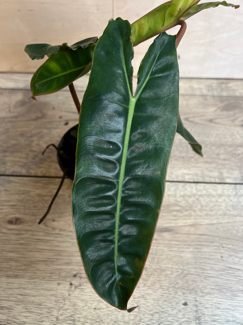 Philodendron Billietiae 4-Inch Pot Indoor Plant - Bright Green Aroid Vine, Tropical Houseplant, Climbing Green Vine