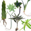 Indoor Plant Cuttings Pack - Succulents & Houseplants Variety - Epiphyllum, Sedum, Euphorbia, Kalanchoe