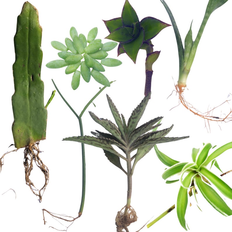 Indoor Plant Cuttings Pack - Succulents & Houseplants Variety - Epiphyllum, Sedum, Euphorbia, Kalanchoe