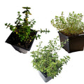 Organic Thyme Trio Plant Collection – English, Lemon, Golden Variegated Thyme in 2.5" Pots – Culinary Herbs, Perennials, Herb Garden