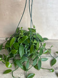 Vanilla Bean Orchid Plant in 8" Pot | Edible Vanilla Planifolia | Indoor Vining Houseplant | Fragrant Tropical Orchid