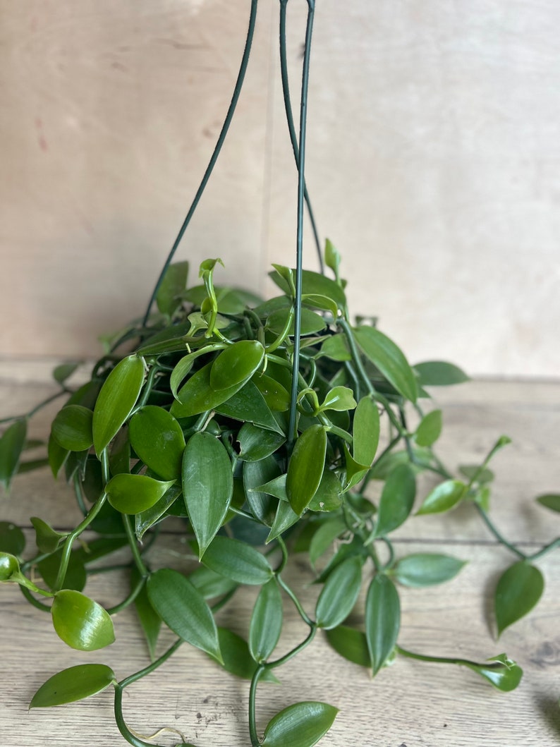 Vanilla Bean Orchid Plant in 8" Pot | Edible Vanilla Planifolia | Indoor Vining Houseplant | Fragrant Tropical Orchid