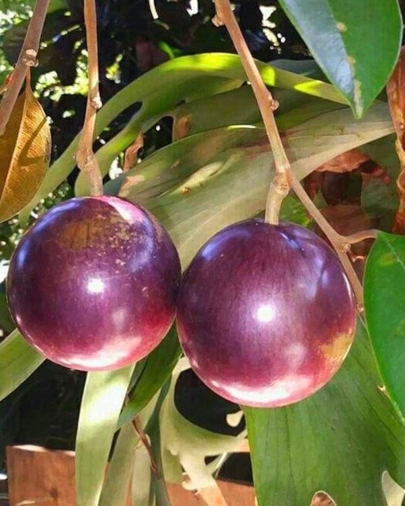 Caimito Purple Star Apple Tree Grafted in 3-Gallon Pot Tropical Fruit Plant Chrysophyllum cainito