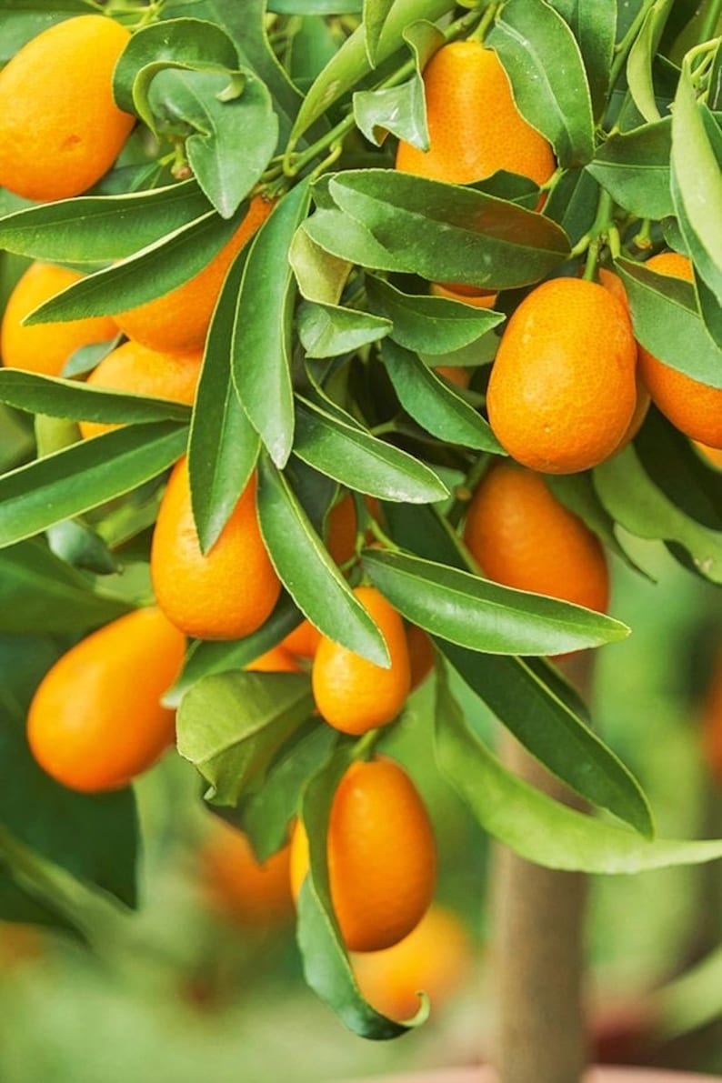 Nagami Kumquat Tree 1/2 Gallon Pot Citrus Japonica Edible Fruit for Garden or Container