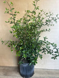 Acerola Cherry Plant in 10" Pot, Barbados Cherry, Malpighia emarginata, Juicy Fruits, Tropical Garden, Full Sun