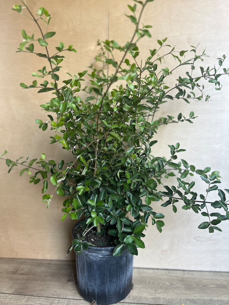 Acerola Cherry Plant in 10" Pot, Barbados Cherry, Malpighia emarginata, Juicy Fruits, Tropical Garden, Full Sun