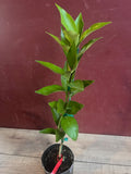 Red Lime Tree in 1/2 Gallon Pot, Grafted Citrus, Burgundy Fruit, Citrus aurantiifolia, Florida Shipping