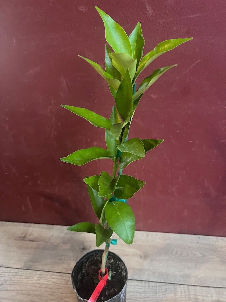 Red Lime Tree in 1/2 Gallon Pot, Grafted Citrus, Burgundy Fruit, Citrus aurantiifolia, Florida Shipping
