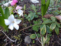Variegated Vinca Cuttings - 5 Live Periwinkle Clippings for Propagation, Groundcover with White Flowers, Vinca Minor