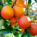 Blood Orange Tree in 1/2 Gallon Pot | Grafted Citrus sinensis 'Moro' | Florida Shipping