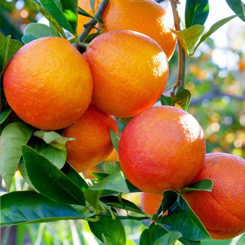 Blood Orange Tree in 1/2 Gallon Pot | Grafted Citrus sinensis 'Moro' | Florida Shipping