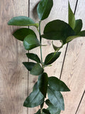 Blood Orange Tree Grafted in 1/2-Gallon Pot | Citrus sinensis 'Moro' | Edible Fruit, Ornamental Citrus
