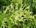 Night Blooming Jasmine Plant in 4" Pot, Cestrum nocturnum, Fragrant White-Yellow Flowers, Indoor Outdoor Garden Plant
