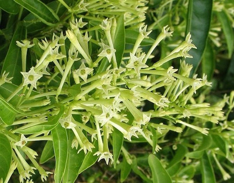 Night Blooming Jasmine Plant in 4" Pot, Cestrum nocturnum, Fragrant White-Yellow Flowers, Indoor Outdoor Garden Plant