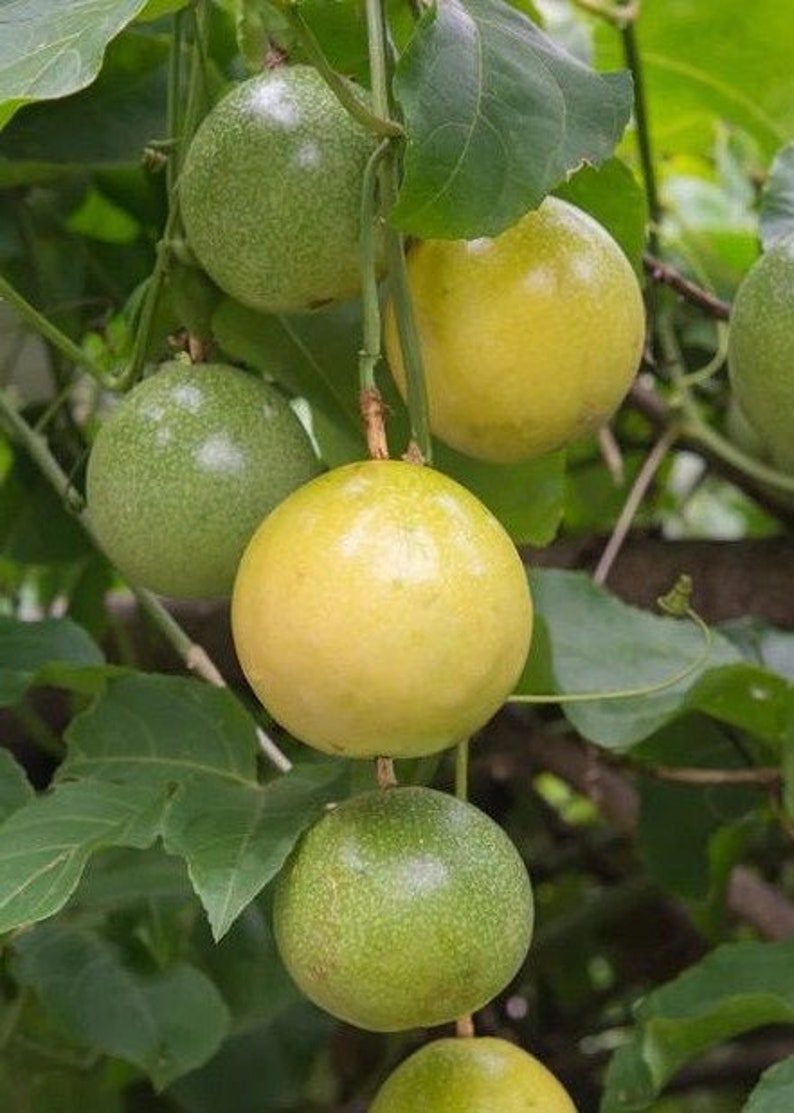 Passion Fruit Plant Half Gallon Pot Panama Red Passiflora edulis Tropical Edible Garden