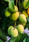 Grafted Kesar Mango Tree in 3-Gallon Pot | Tropical Fruit Plant | Mangifera indica | Home Garden, Patio, Container