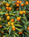 Callie Kumquat Tree 1/2 Gallon Hybrid of Meiwa & Nagami Citrus japonica Florida Shipping
