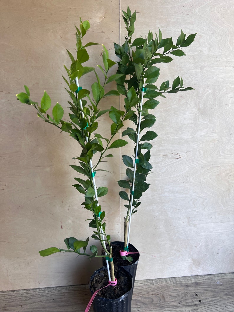 Red Finger Lime Tree, 1/2 Gallon Pot, Microcitrus australasica, Citrus Caviar, Air-Layered, Florida Shipping