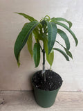 Manila Mango Tree in 10" Pot, Grafted Ataulfo Mango, Tropical Fruit, Sweet Flavor, Mangifera indica