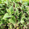 Organic Catnip Live Cuttings - 5 Unrooted Nepeta cataria Clippings for Propagation, Culinary & Herbal Uses