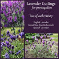 Lavender Cuttings for Propagation - English, Spanish & Anouk Deep Rose Lavandula spp. - Fragrant Garden Plants Set
