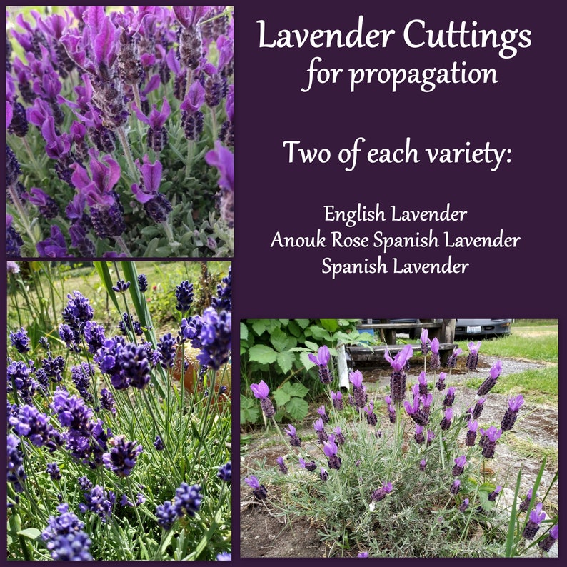 Lavender Cuttings for Propagation - English, Spanish & Anouk Deep Rose Lavandula spp. - Fragrant Garden Plants Set