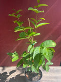 Green Wax Apple Tree 3-Gallon Syzygium samarangense Tropical Fruit Tree, Air-Layered