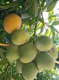 Fruit Punch Mango Tree Grafted 3-Gallon Pot, Hybrid Mangifera indica, Tropical Fruit Tree for Garden or Container