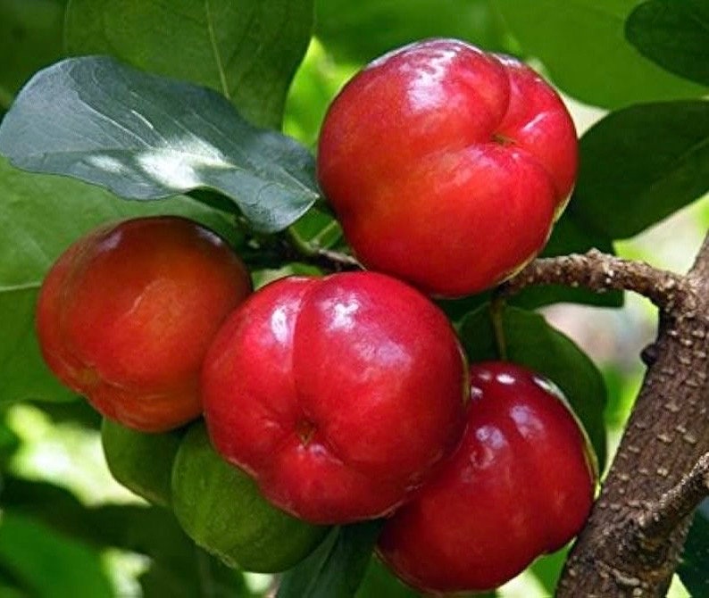 Acerola Cherry Plant in 4" Pot, Barbados Cherry, Malpighia emarginata, Vitamin C Rich, Juicy Fruit, Small Tree or Shrub