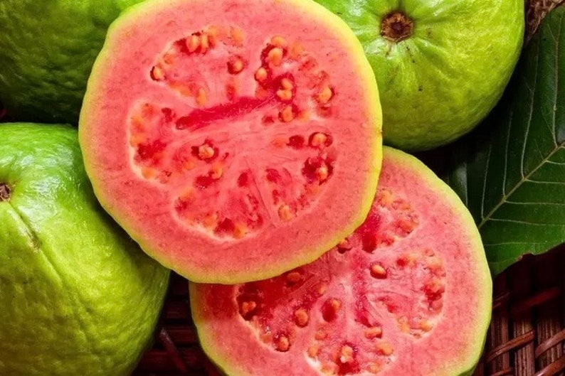 Ruby Supreme Guava Plant in 10" Pot, Pink Guava Tree, Psidium guajava, Tropical Fruit Tree for Garden or Patio
