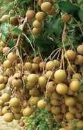 Longan Tree in 10" Pot | Dimocarpus longan | Kohala Longan with Sweet Butterscotch Fruit | Tropical Fruit Tree for Garden or Patio
