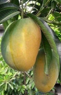 Manila Mango Tree in 10" Pot, Grafted Ataulfo Mango, Tropical Fruit Tree, Mangifera indica, Compact, Sweet Fruit