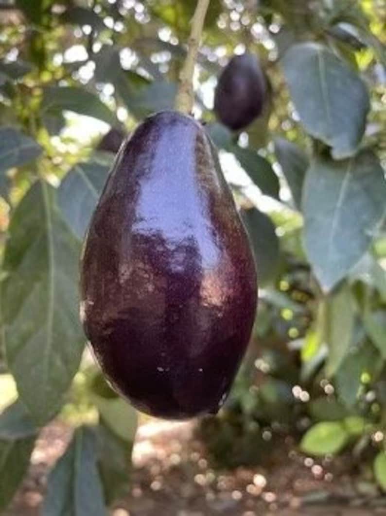 Mexicola Grande Avocado Tree in 3 Gallon Pot, Cold Hardy Grafted Persea americana, Edible Leaves