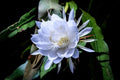Night Blooming Cactus in 4" Pot Epiphyllum oxypetalum Queen of the Night Fragrant White Flowers