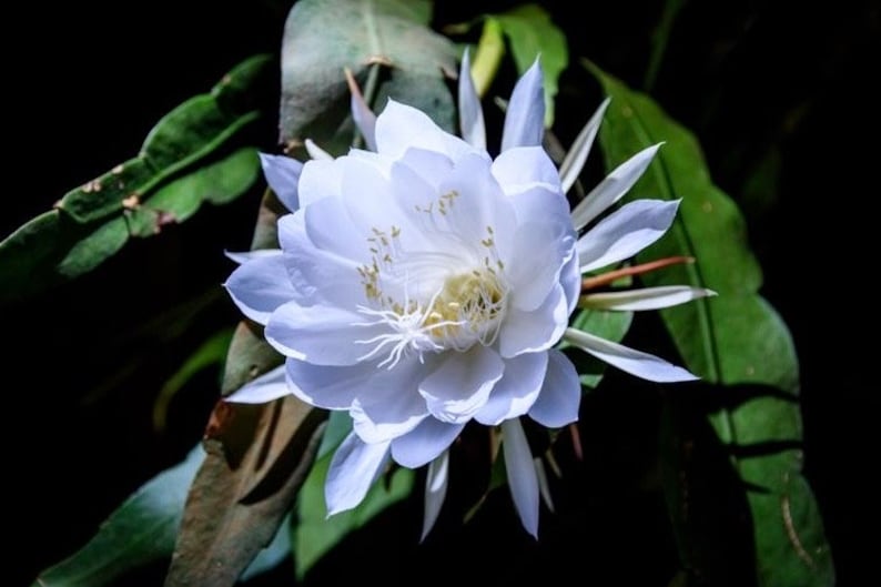 Night Blooming Cactus in 4" Pot Epiphyllum oxypetalum Queen of the Night Fragrant White Flowers