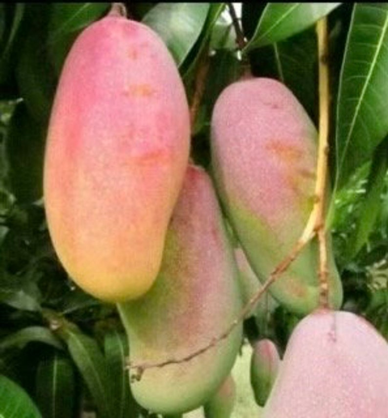Grafted Maha Chanok Mango Tree in 3-Gallon Pot, Rainbow Mango, Mangifera indica, Fruit Tree