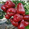 Red Wax Apple Plant 3-Gallon Pot Syzygium samarangense Tropical Fruit Tree, Edible, Evergreen