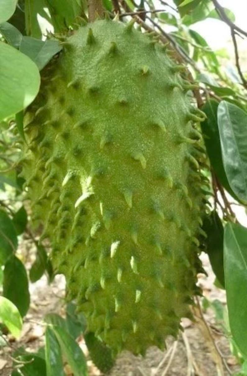 Soursop Tree 3-Gallon Pot, Annona Muricata, Tropical Fruit Plant, Guanabana, Evergreen Tree for Garden or Patio