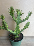 Euphorbia Lactea Variegated Dragon Bone Succulent 6" Pot, Rare Lacei Variegata Cactus Alternative, Indoor Outdoor Plant
