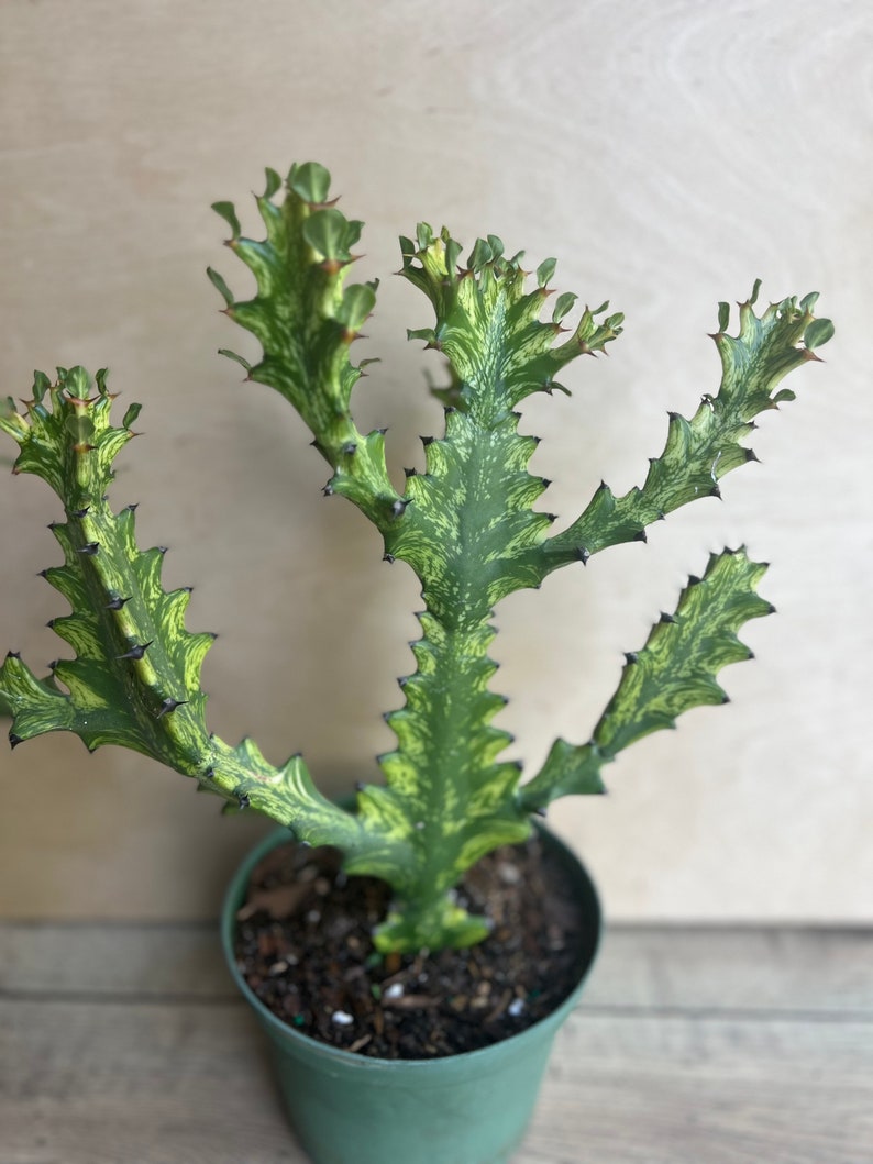 Euphorbia Lactea Variegated Dragon Bone Succulent 6" Pot, Rare Lacei Variegata Cactus Alternative, Indoor Outdoor Plant