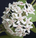 Hoya Australis Lisa Climbing Vine in 6" Pot, Fragrant Houseplant, Epiphytic Indoor Plant, Hardy Trailing Hoya