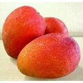 Grafted Jakarta Mango Tree in 3-Gallon Pot, Tropical Fruit Tree, Mangifera indica