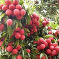 Mauritius Lychee Tree in 6" Pot, Litchi chinensis, Tropical Fruit, Early-Producing, Air-Layered, Subtropical Garden Plant