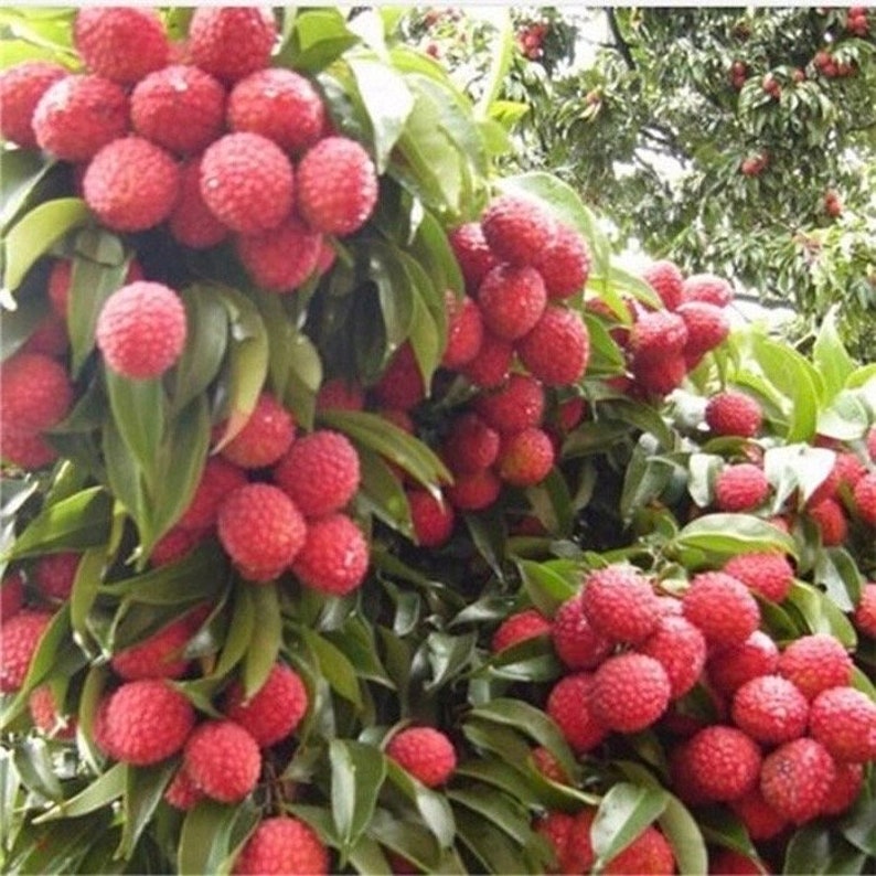 Mauritius Lychee Tree in 6" Pot, Litchi chinensis, Tropical Fruit, Early-Producing, Air-Layered, Subtropical Garden Plant