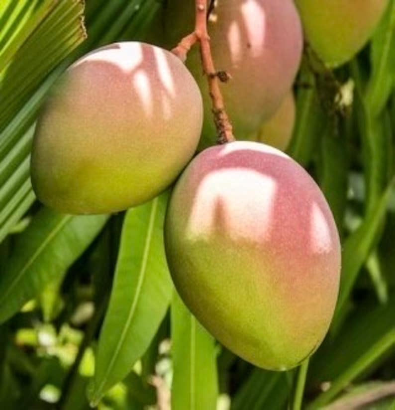 Grafted Mango Tree in 3-Gallon Pot | Karen Michelle Mangifera indica | Tropical Fruit Tree